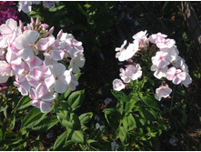 ���������� ����