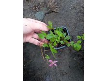 ����������� viber 2021-07-02 07-04-57-372.jpg