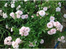 ���� �������������� �����