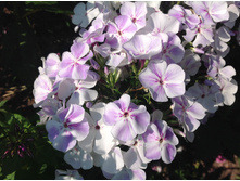 ����� ���� ���