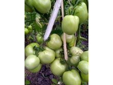 IMG 20210721 181726.jpg