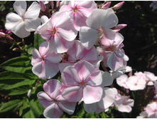 ���������� ����