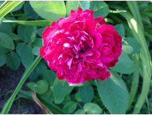 ����� �������  �������