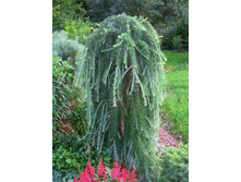 ����������� �������� (Larix kaempferi Stiff Weeping) C5/7 ��150, 6570 ���