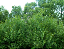 20210703 �600 ���������������� 143013.jpg