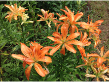 ����� ���� ��