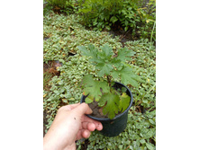 ����������� viber 2021-07-02 07-03-02-776.jpg