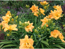 ���� ����