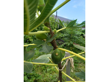 ����� ���������