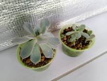 IMG 20210727 150154[1].jpg