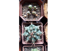 GYMNOCALYCIUM friedrichii