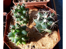 CORYPHANTHA �����