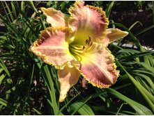 ������ ������