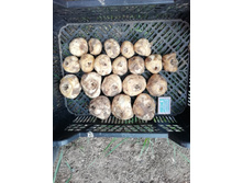 ������ Aurora