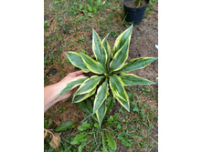 ����������� viber 2021-07-02 07-02-40-156.jpg