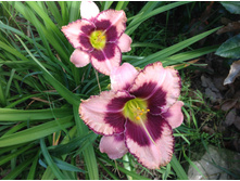 ������ �������