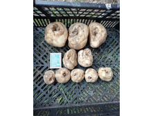 ������ Lutea