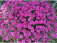 ����������� ������� ����� 130��� (�2-1��).jpg