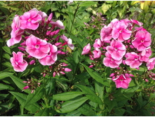 ����� ��������