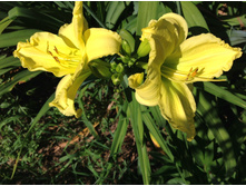 ��� �����