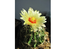 Hamatocactus setispinus