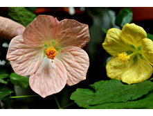 ���� - 250 ���.