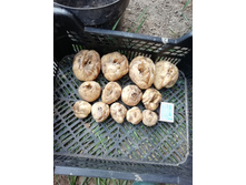 ������ Striped Beauty