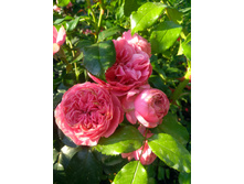 IMG 20210623 055756.jpg