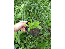 ����������� viber 2021-07-02 07-03-25-207.jpg