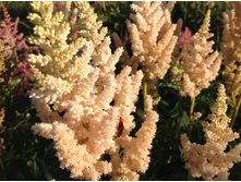 ������ �������