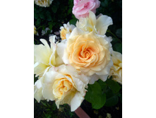 IMG 20210623 055846.jpg