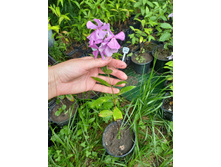 ����������� viber 2021-07-02 07-03-24-718.jpg