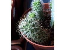 ������� + Mammillaria wildii