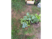 ����������� viber 2021-07-02 07-01-54-290.jpg