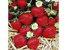 ��������� ���� �� ��� ���, 73��� (�������� 4��) .jpg