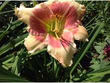 ������ ��������