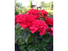 IMG 20210629 153500.jpg