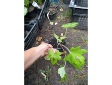 ����������� viber 2021-07-02 07-02-22-247.jpg