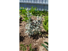 ������ �������� ������� ����