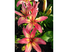 IMG 20210629 153221.jpg