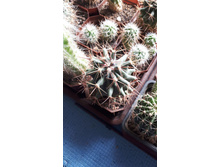 Ferocactus emoryi