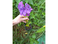 ����������� viber 2021-07-02 07-03-25-612.jpg