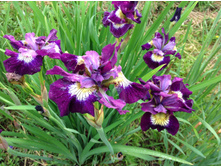 ������ ����