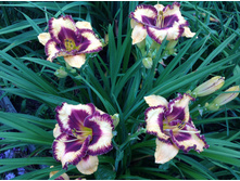 ���� ��� ���