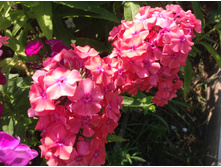 ��������� ����