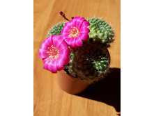 REBUTIA violaciflora