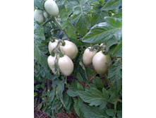 IMG 20210716 044347.jpg