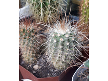 PARODIA �����