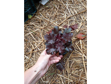 ����������� viber 2021-07-02 07-02-37-382.jpg