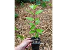 ����������� viber 2021-07-02 07-03-44-537.jpg